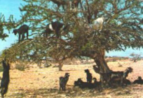 Tree climbing goats