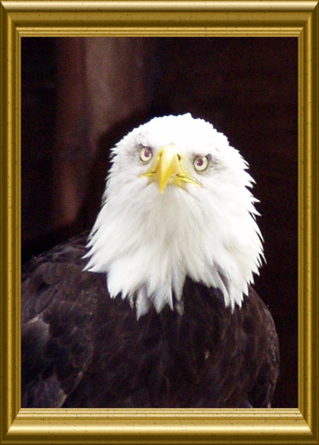 Bald Eagle photo by Ali