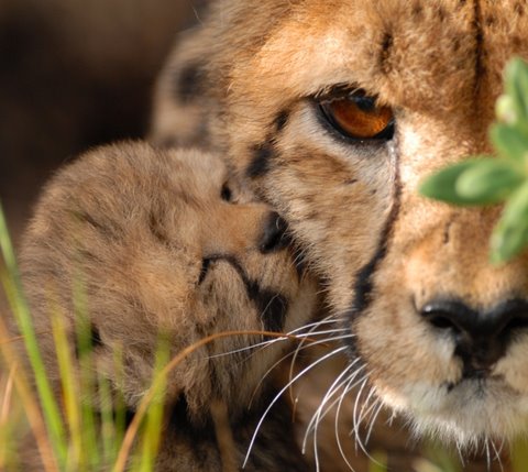 Cheetah and Cub