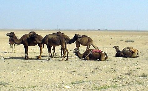 Camels on the road to Marakesh