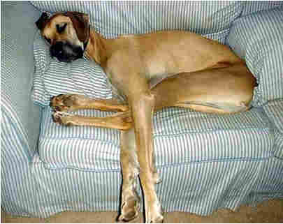 Mastiff Dog with very long legs on couch