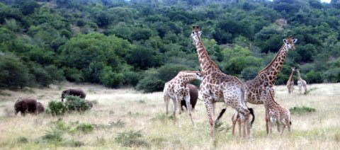 Giraffe and elephants