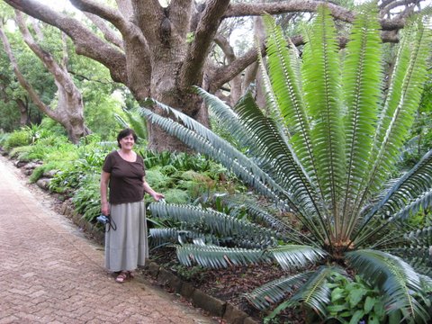 Kirstenbosch gardens