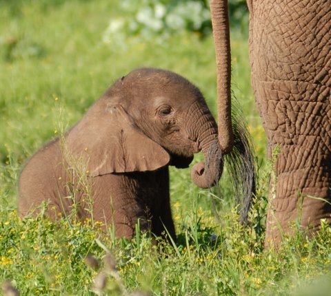 Baby Elephant