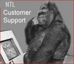 NTL Support gorilla