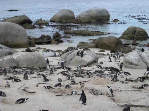 Penguins