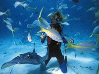 Red Sea snorkelling is the best in the world