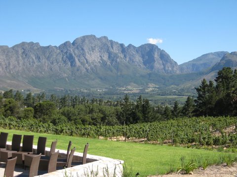 Stellenbosch vineyard