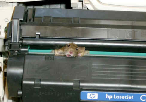 Mouse stuck in cartridge