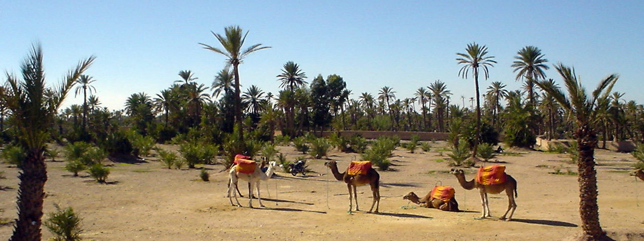 The Oasis just outside town